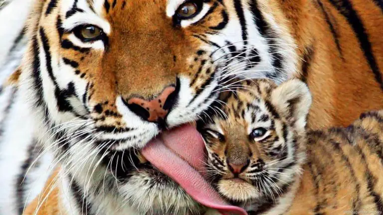 Top 10 Interesting Facts About Tigers