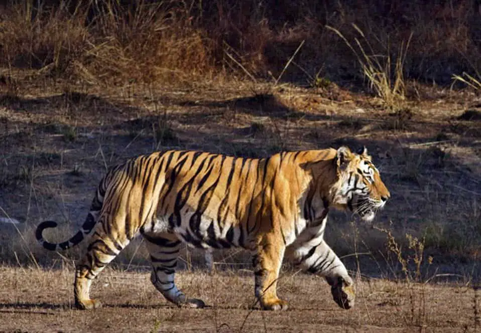 The tiger is the true embodiment of an elegant but bluntly dangerous wild a...