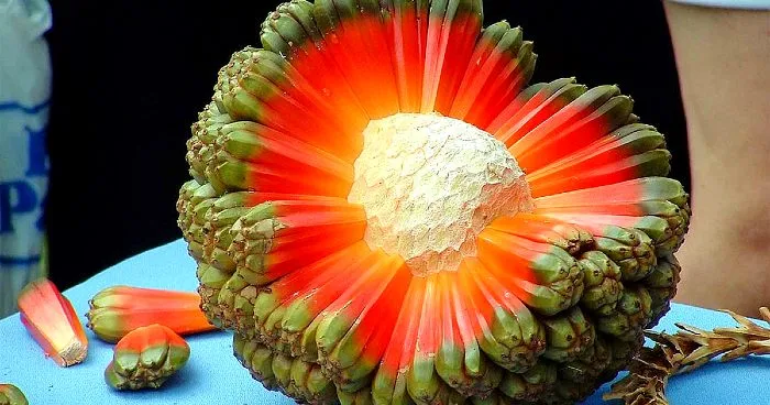 Top 10 Weirdest Fruits