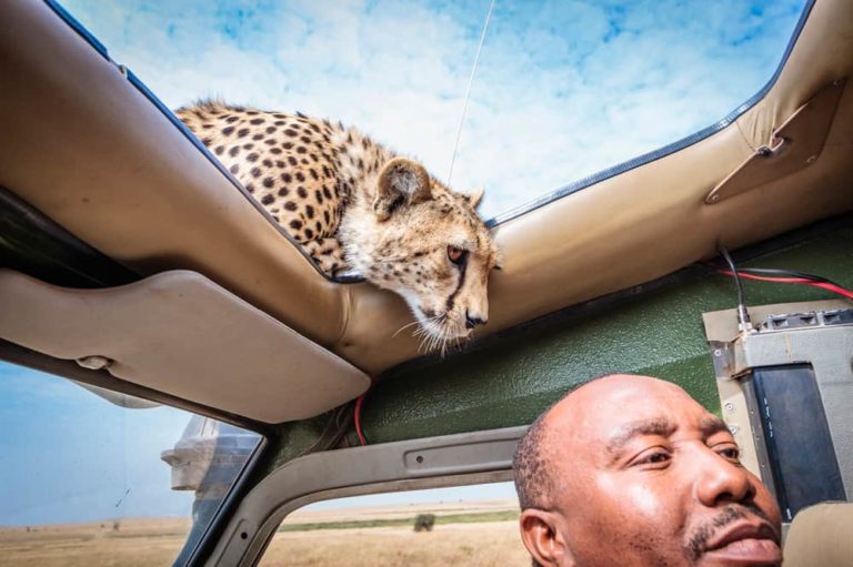 10 Interesting Facts About Cheetahs