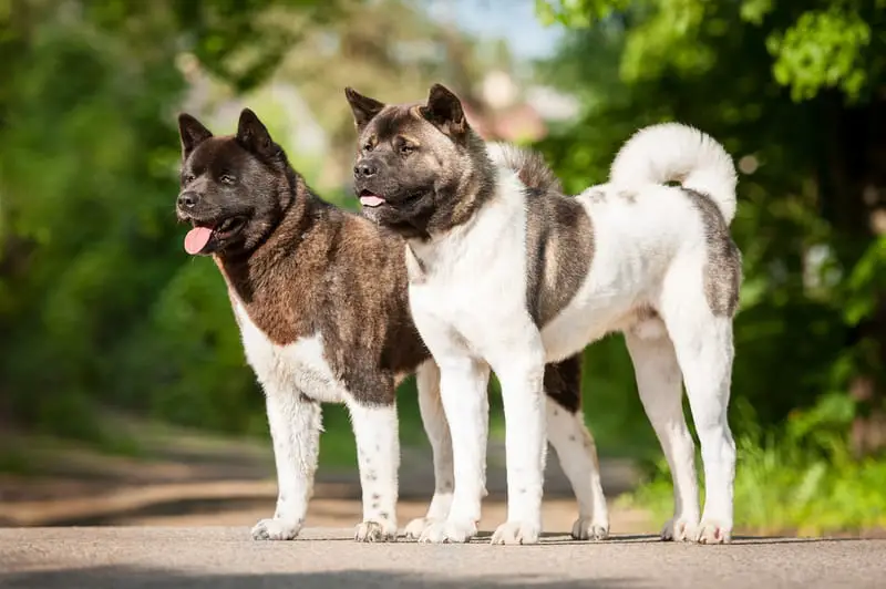 top 10 dangerous dog breeds