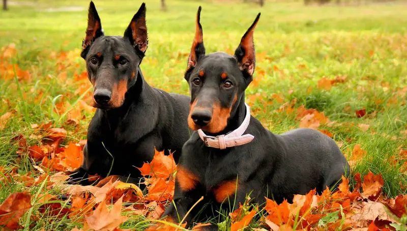 top 10 most dangerous dog breeds in the world 2023