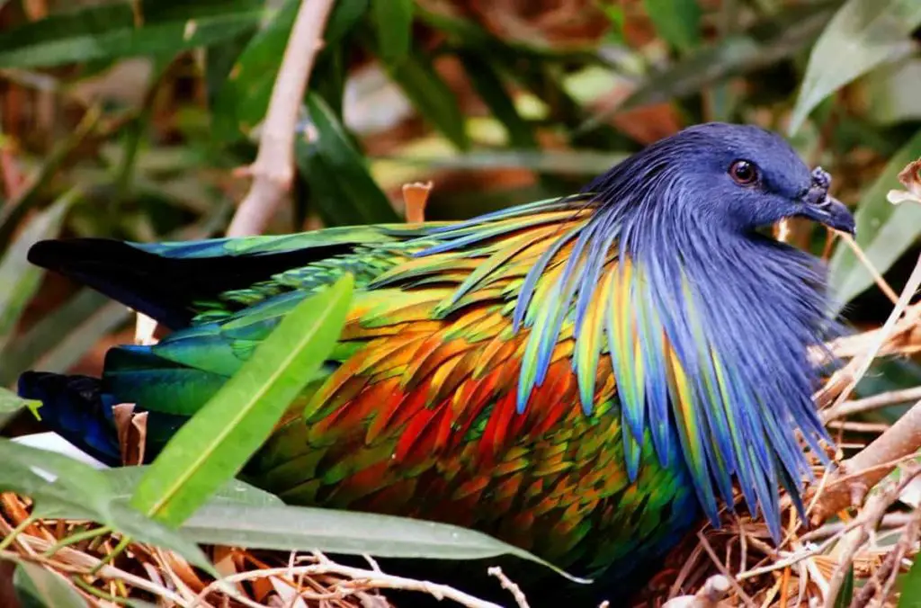 world beautiful bird