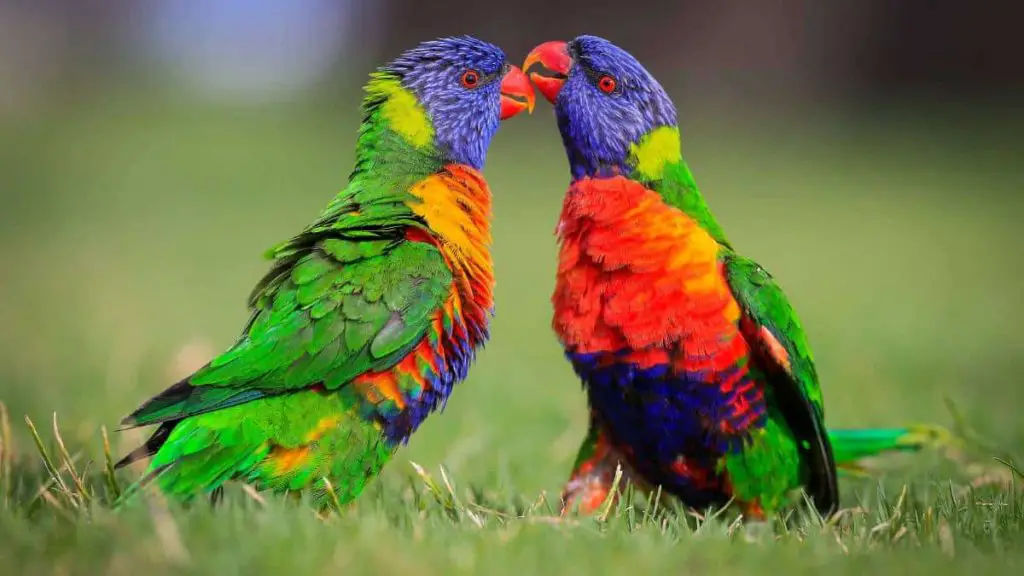 top 10 beautiful birds in the world