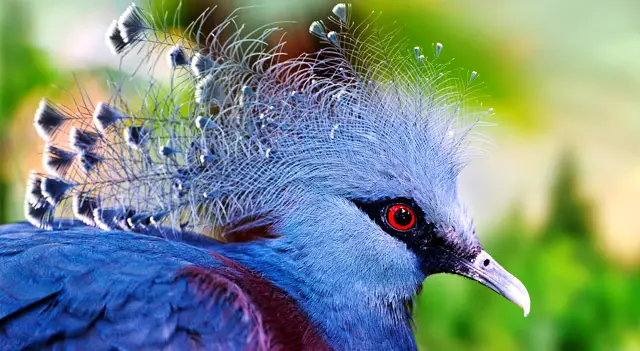 world beautiful birds photos