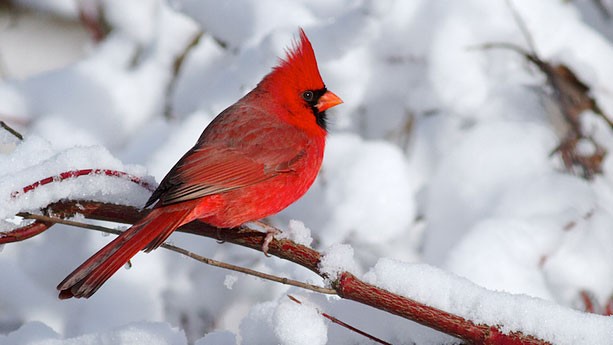 beautiful bird names