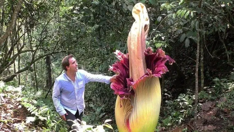Top 10 Biggest Flowers in the World