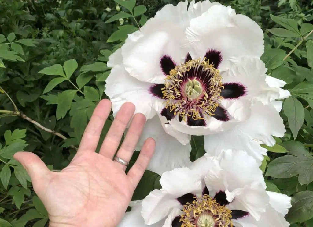 worlds largest flower