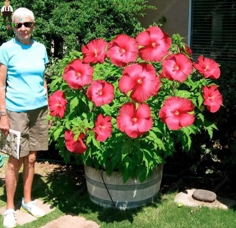 Top 10 Biggest Flowers in the World (Pictures) PickyTop