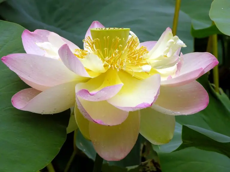 Top 10 Biggest Flowers in the World (Pictures) PickyTop