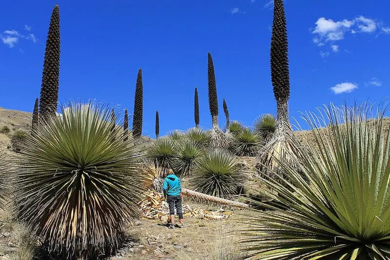 longest flower in the world