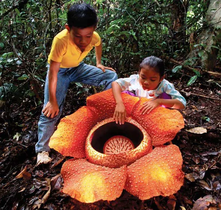 which is the biggest flower in the world: largest rafflesia