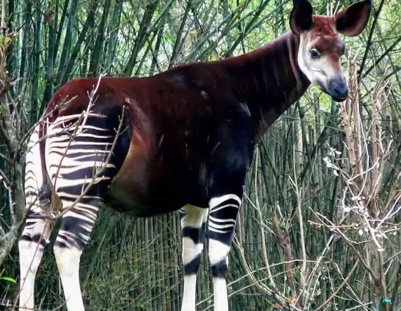Top 10 Rarest Animals in the World 2020 (Weird list) - PickyTop