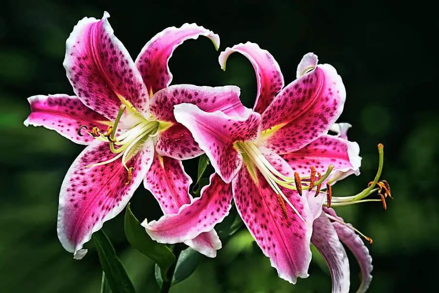 top 10 prettiest flowers