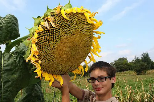 world biggest flower name