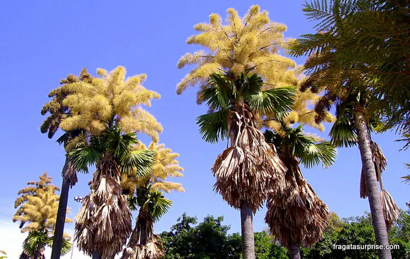 largest flowers in the world