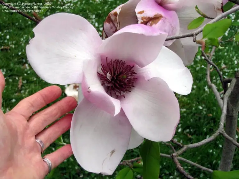 Top 10 Biggest Flowers in the World (Pictures) PickyTop