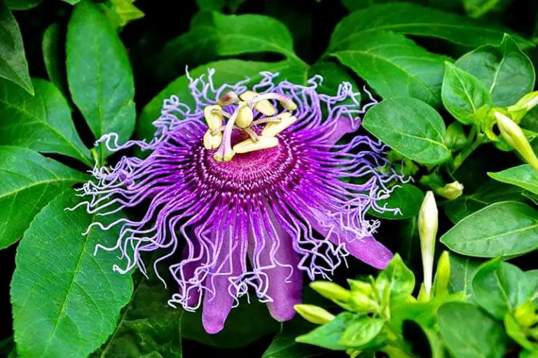 Top 10 Most Beautiful Flowers in the World