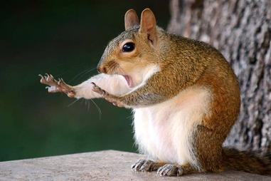 Top 10 Smartest Animals in the World Ranked - PickyTop
