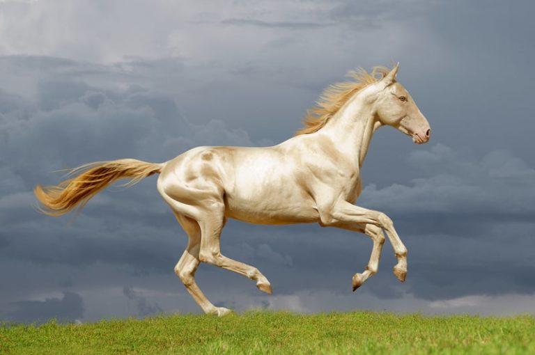 top-10-most-expensive-horse-breeds-market-price-pickytop