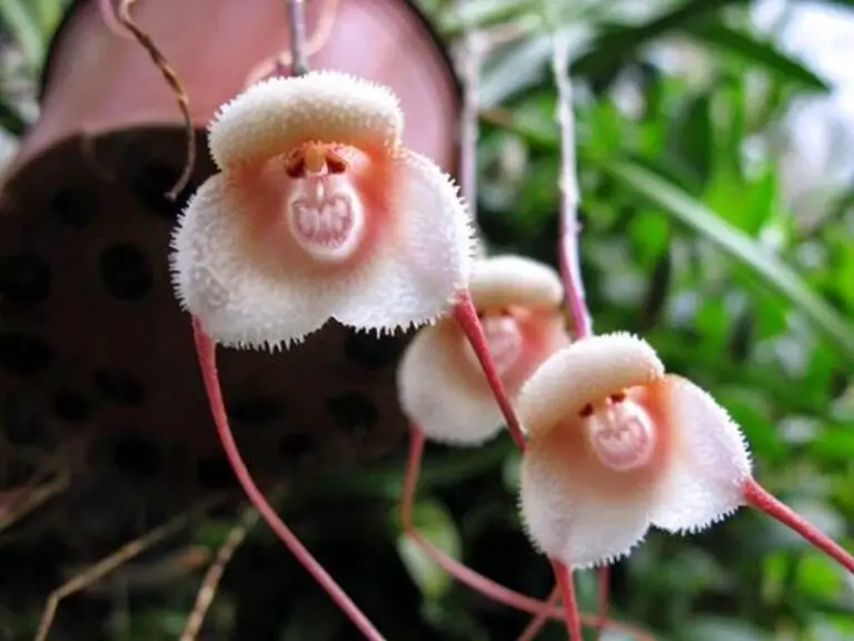 Top 10 Weirdest Flowers in the world