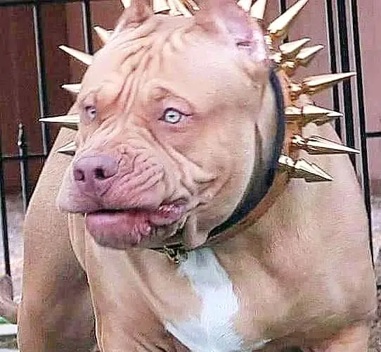 top 10 dangerous dogs in the world 2022