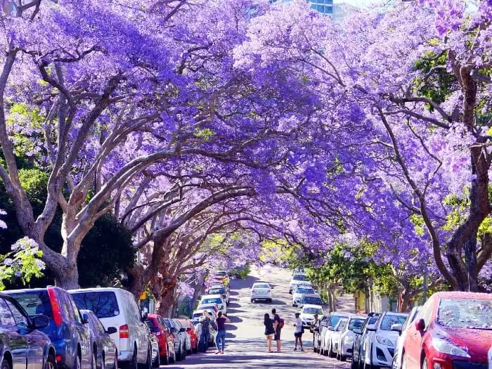 world's most beautiful tree