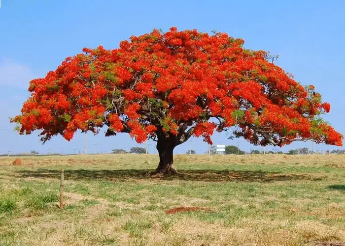 what is the most beautiful tree in the world