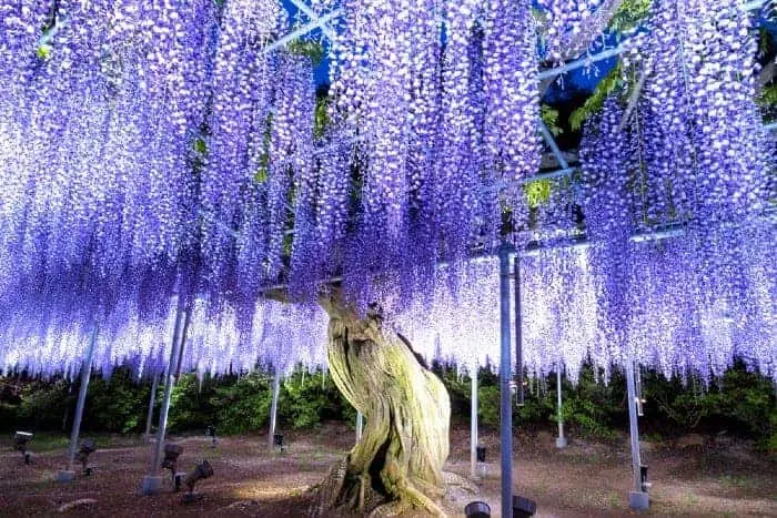 top 10 most beautiful tree in the world