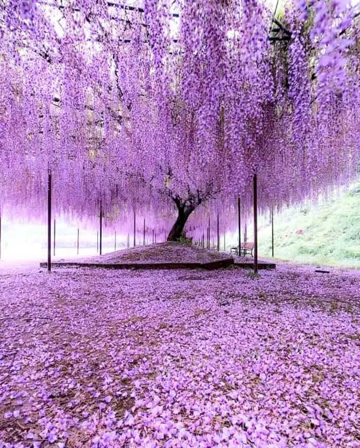 world beautiful tree