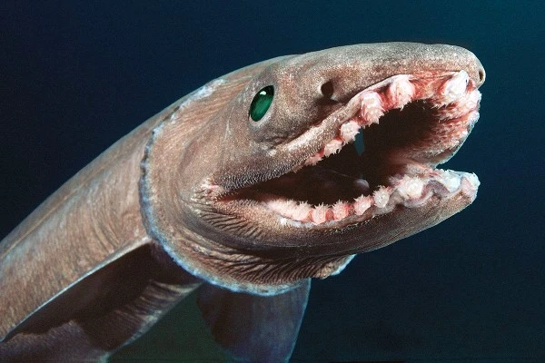 Top 10 Ugliest Fish in the World