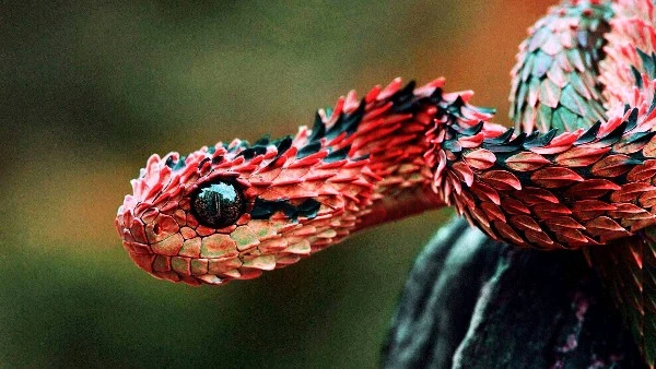 Top 10 Most Beautiful Snakes in the World