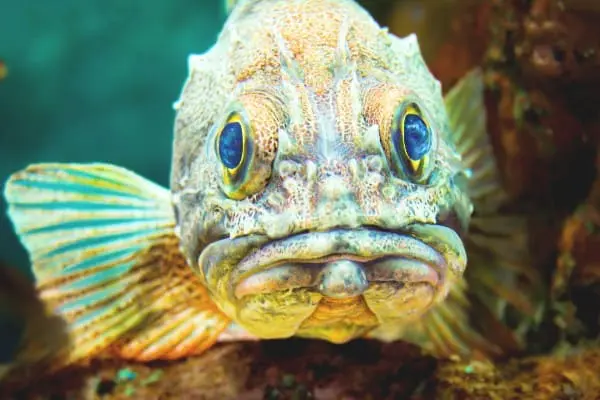 Top 10 Ugliest Fish in the World