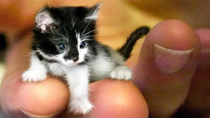Top 10 Smallest Animals in the World