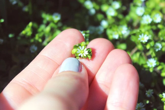 Top 10 Smallest Flowers in the World