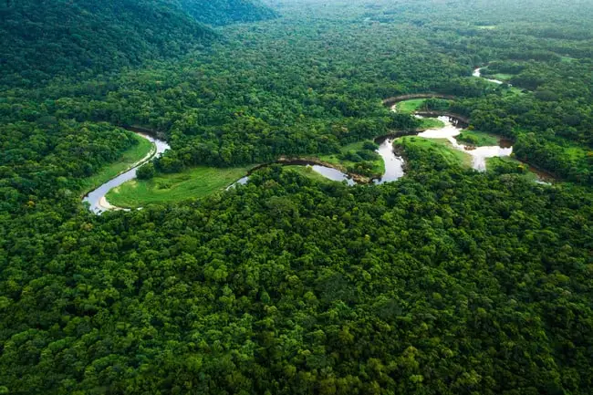 Top 10 Largest Forests in the World