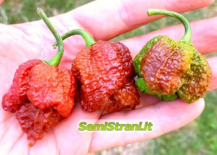 Top 10 Hottest Peppers in the World