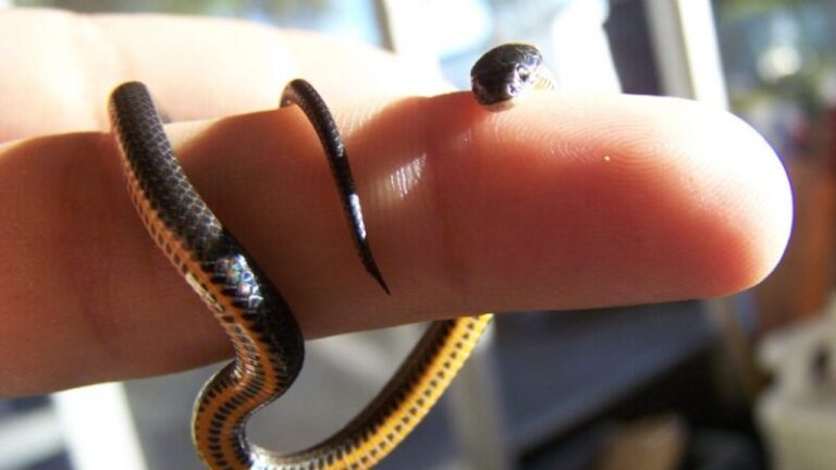 Top 10 Smallest Snakes in the World